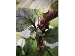 腐植酸、氨基酸、海藻肥，哪個(gè)好？