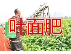 葉面肥只是輔助根部營(yíng)養(yǎng)！聊聊其正確使用方法和濃度
